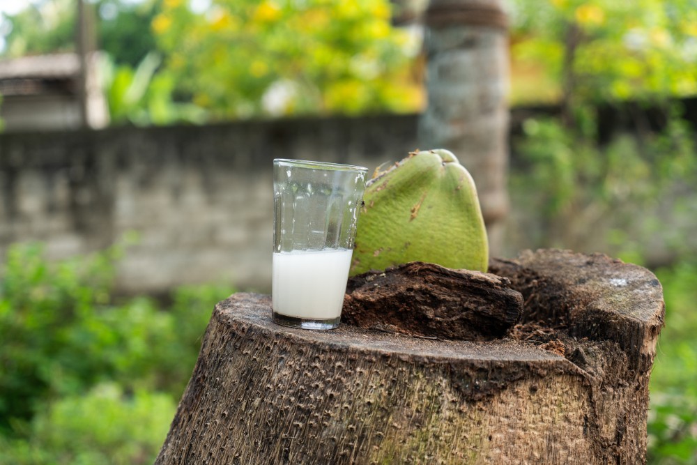 Toddy tasting with a local tapper